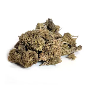 Lemon Haze, variété CBD Sativa aux arômes intenses d’agrumes et notes citronnées, parfaite pour une relaxation énergisante.