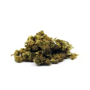 Mango Kush, variété CBD aux arômes tropicaux de mangue et notes sucrées, idéale pour une détente exotique et gourmande.