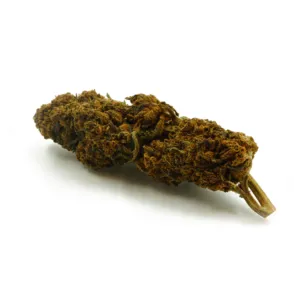 Do-Si-Dos, variété CBD à dominance indica, issue du croisement entre Girl Scout Cookies et Face Off OG, offre des arômes sucrés et terreux avec des notes de menthe et de kush, procurant une relaxation profonde et une euphorie joyeuse.